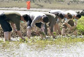 Rice planting in N. Korea