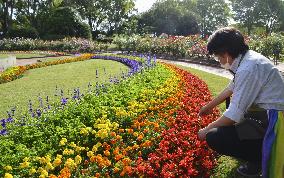 Rainbow flowerbed