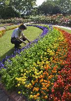 Rainbow flowerbed