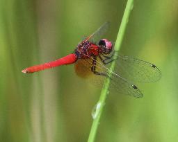Smallest dragonfly in Japan
