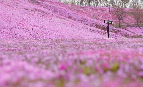 Moss phlox at Hokkaido park