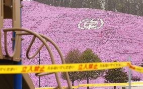 Moss phlox at Hokkaido park