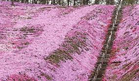 Moss phlox at Hokkaido park