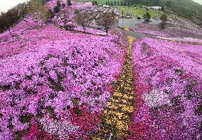 Moss phlox at Hokkaido park