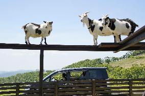 Drive-thru tour at animal park in Japan