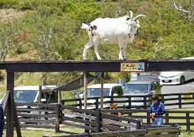 Drive-thru tour at animal park in Japan