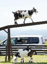 Drive-thru tour at animal park in Japan