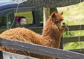 Drive-thru tour at animal park in Japan