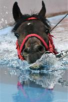 Racehorse at rehabilitation center