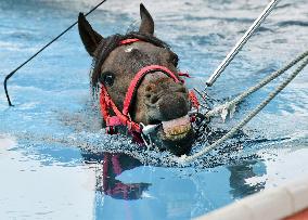 Racehorse at rehabilitation center