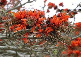 Coral trees in southwestern Japan