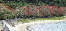 Coral trees in southwestern Japan