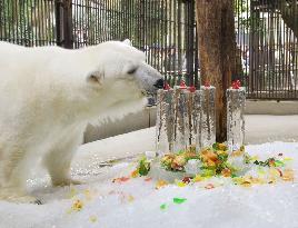 Polar bear in Japan zoo