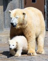 Polar bears in Japan zoo