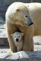 Polar bears in Japan zoo