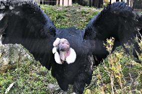 Andean condor