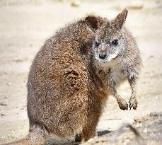 Parma wallaby