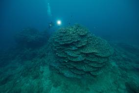 Corals in Japan