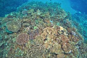 Corals in Japan