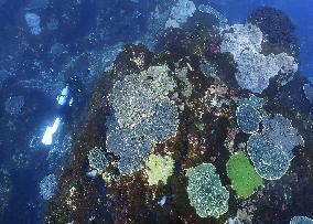 Corals in Japan