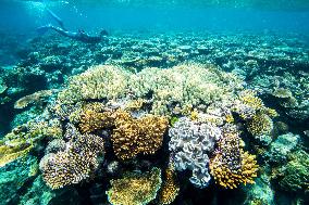 Great Barrier Reef