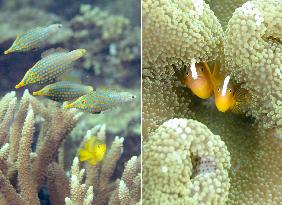 Tropical fish in southern Japan