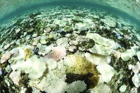 Coral bleaching on Japan's largest coral reef