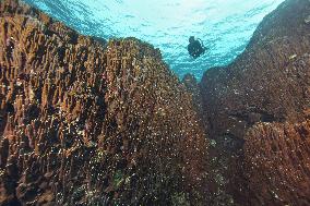 Corals in Japan