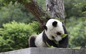 Panda at Japan zoo to return to China