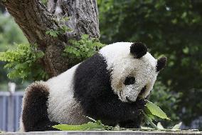 Panda at Japan zoo to return to China