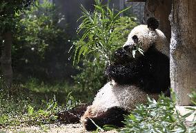 Panda at Japan zoo to return to China