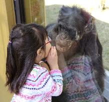 Chimpanzee in Japan zoo