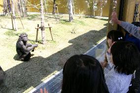 Chimpanzee in Japan zoo