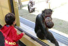 Chimpanzee in Japan zoo