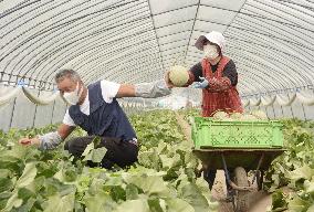 Harvest of luxury Yubari Melon