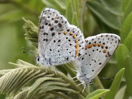 Endangered butterfly in Japan