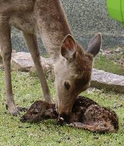 Deer in Nara, western Japan