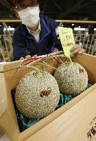 Season's first auction of Yubari melons