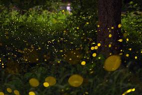 Fireflies in western Japan