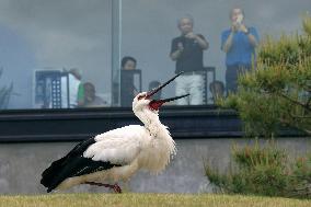 Released white stork spotted in northeastern Japan