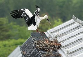Released white stork spotted in northeastern Japan