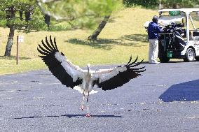 Released white stork spotted in northeastern Japan