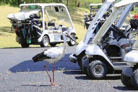 Released white stork spotted in northeastern Japan