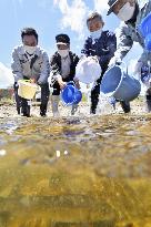 Sweetfish released into Fukushima river
