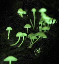 Bioluminescent mushrooms in western Japan