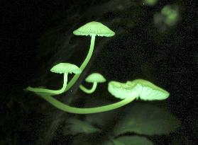 Bioluminescent mushrooms in western Japan