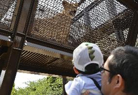 Lion cubs in central Japan zoo