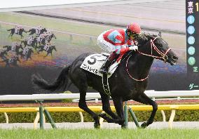 Horse racing: Undefeated Contrail jets to Japanese Derby victory