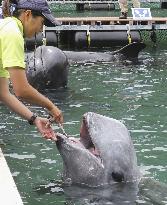 Whale teeth brushing show in western Japan