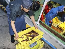Fishing season for squid starts in northern Japan